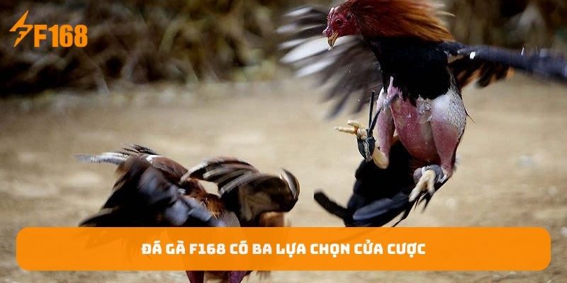 da-ga-f168-co-ba-lua-chon-cua-cuoc