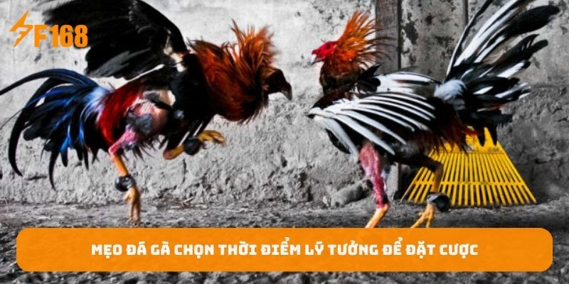meo-da-ga-chon-thoi-diem-ly-tuong-de-dat-cuoc
